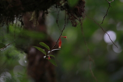 Macleania insignis