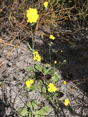 Gymnodiscus capillaris