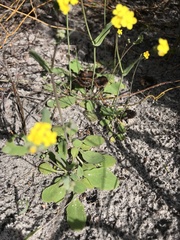 Gymnodiscus capillaris