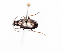 Bembidion carinula