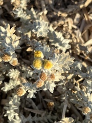 Achillea maritima