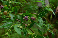 Periploca sepium