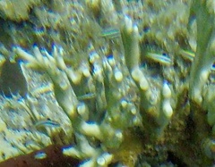 Halichoeres bivittatus