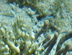 Halichoeres bivittatus