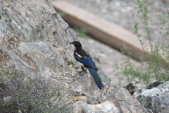 Pica bottanensis