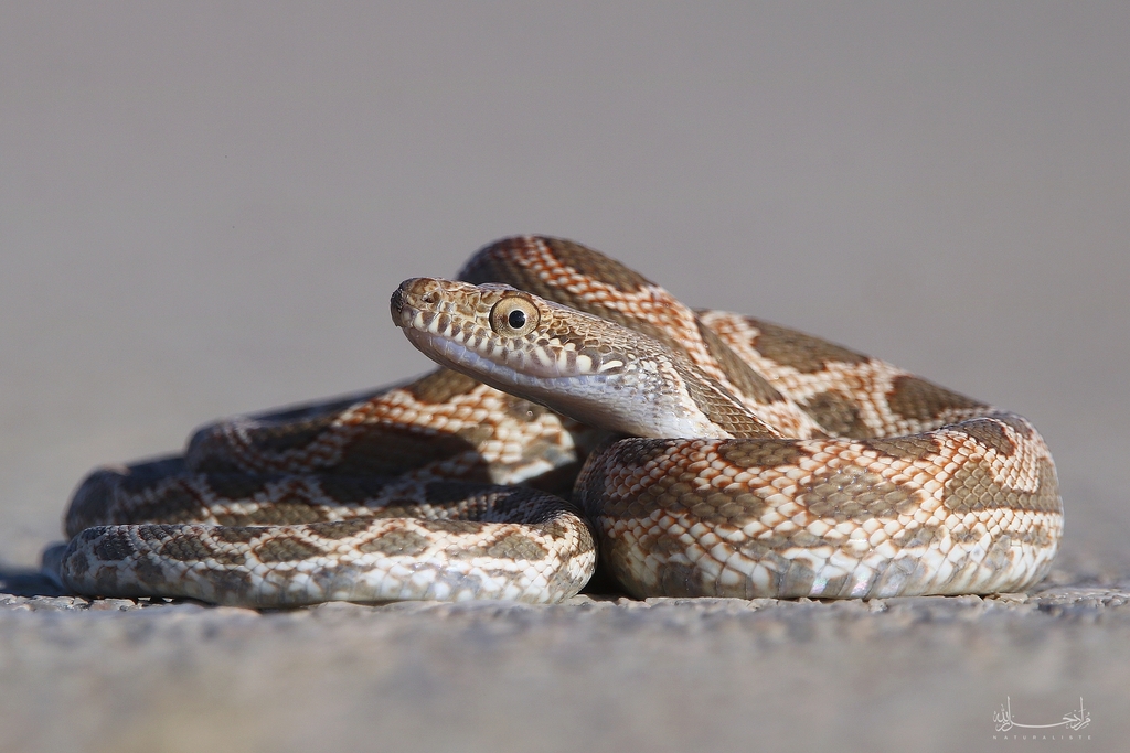 Mograbin Diadem Snake