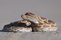 Werner's Diadem Snake photo 2