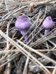 Inocybe lilacina