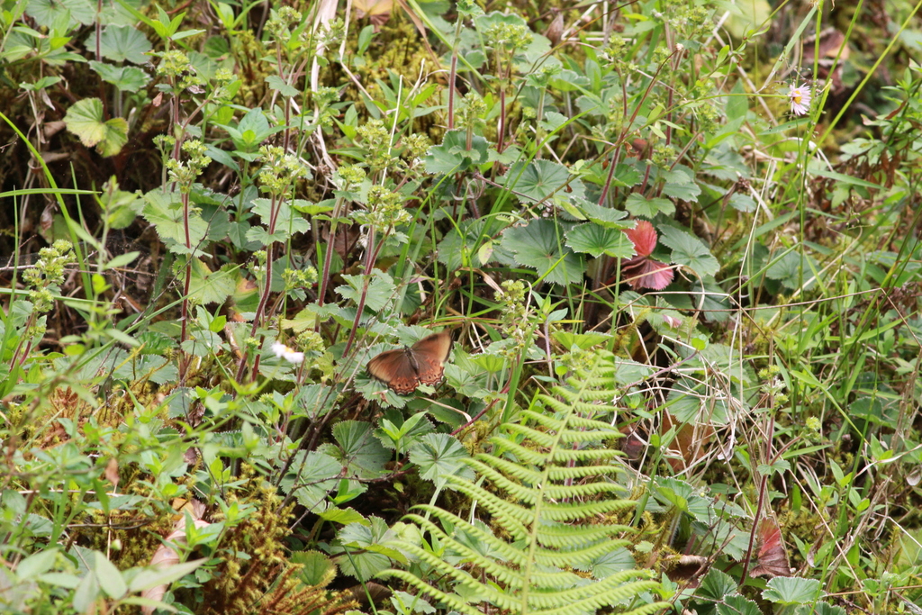 Paramacera chinanteca