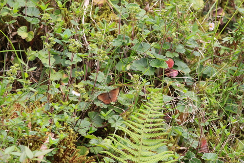 Paramacera chinanteca