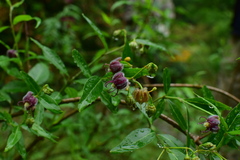Periploca sepium