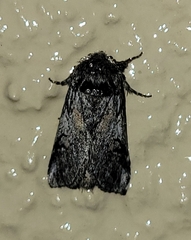 Astiptodonta aonides