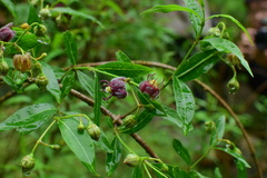 Periploca sepium
