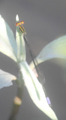 Pseudagrion hageni