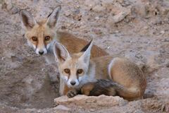 Vulpes vulpes barbara