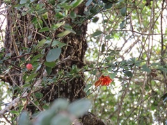 Putterlickia neglecta