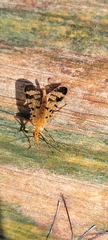 Panorpa anomala