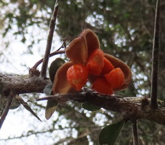 Putterlickia neglecta