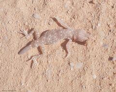 Stenodactylus sthenodactylus