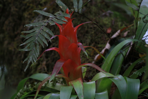 Image of Tillandsia imperialis by (c) harrier, some rights reserved (CC BY)