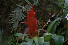 Tillandsia imperialis