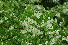 Pyracantha fortuneana