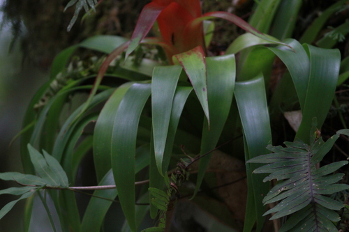 Image of Tillandsia imperialis by (c) harrier, some rights reserved (CC BY)