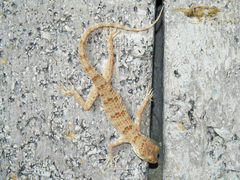 Tenuidactylus fedtschenkoi