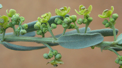 Antizoma angustifolia