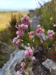 Erica excavata