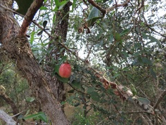 Putterlickia neglecta