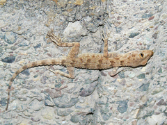 Tenuidactylus fedtschenkoi