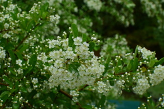 Pyracantha fortuneana