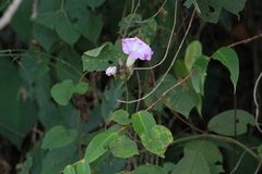 Ipomoea mairetii
