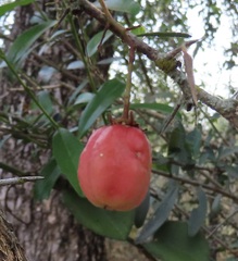 Putterlickia neglecta