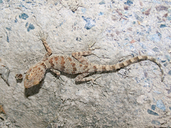 Tenuidactylus fedtschenkoi