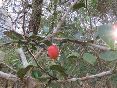 Putterlickia neglecta