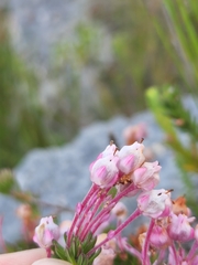 Erica excavata