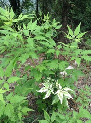 Vitex negundo heterophylla