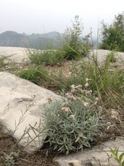 Leontopodium leontopodioides