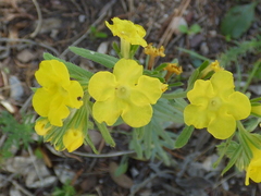 Lithospermum cobrense