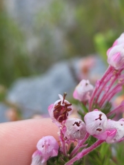 Erica excavata