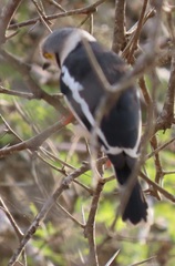 Prionops plumatus poliocephalus