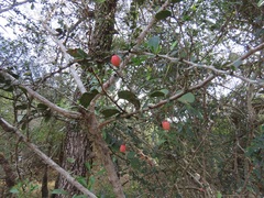 Putterlickia neglecta