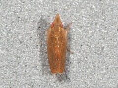 Scaphytopius latus