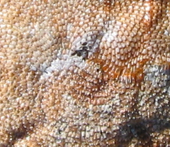Schizoporella