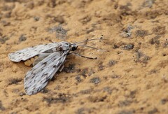 Eucereon ladas