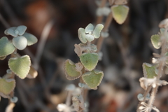 Pseudodictamnus acetabulosus