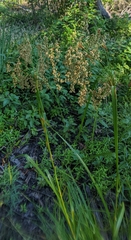 Scirpus pedicellatus