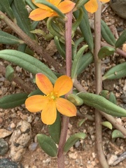 Talinum aurantiacum